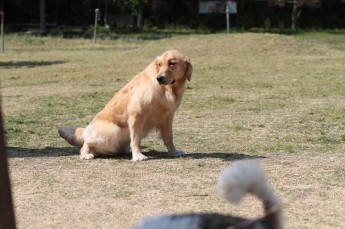続・連休のワンコ♪
