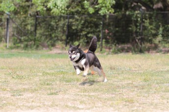 続・連休のワンコ♪