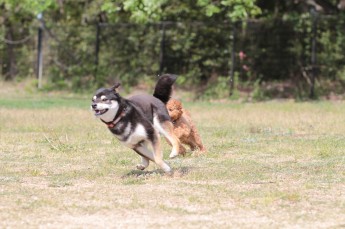 続・連休のワンコ♪