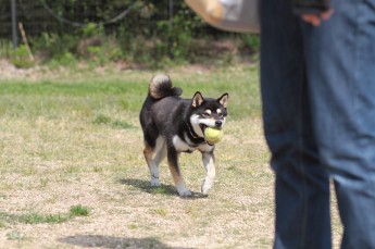 続・連休のワンコ♪