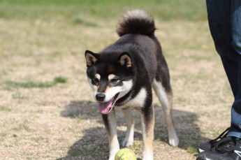続・連休のワンコ♪