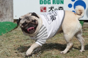 続・連休のワンコ♪