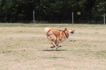 続・連休のワンコ♪