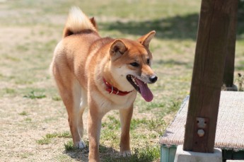 続・連休のワンコ♪