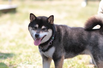 続・連休のワンコ♪
