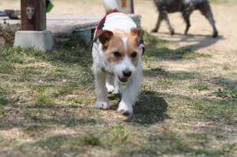 続・連休のワンコ♪