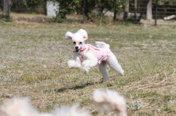 続・連休のワンコ♪