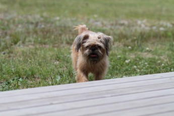 週末のワンコ♪
