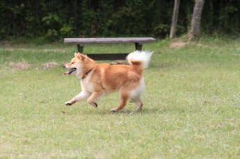 週末のワンコ♪