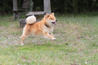週末のワンコ♪