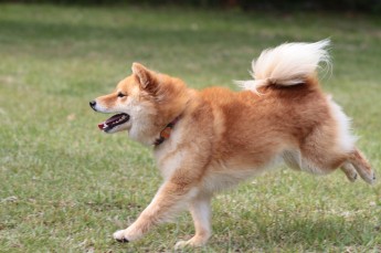 週末のワンコ♪