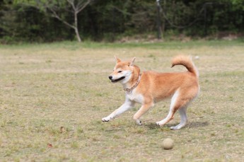 週末のワンコ♪