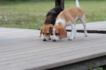 週末のワンコ♪
