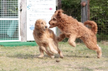 平日のワンコ♪