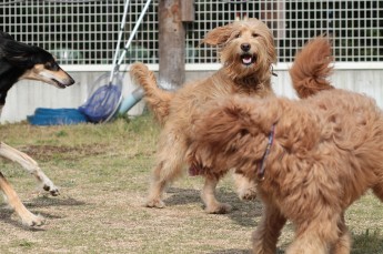 平日のワンコ♪