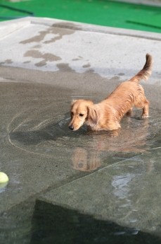 平日のワンコ♪