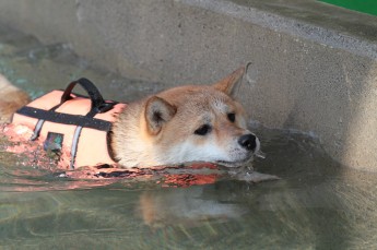 平日のワンコ♪