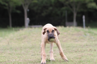 週末のワンコ♪