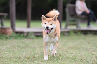 週末のワンコ♪
