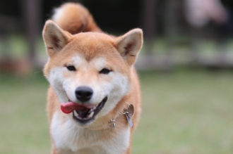 週末のワンコ♪