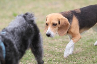 週末のワンコ♪