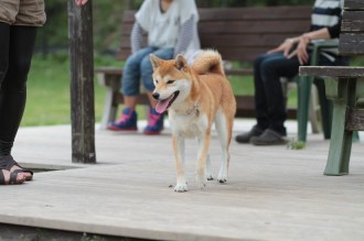 週末のワンコ♪