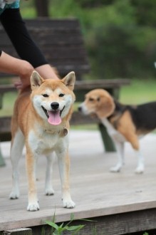 週末のワンコ♪