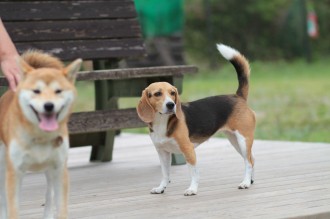 週末のワンコ♪
