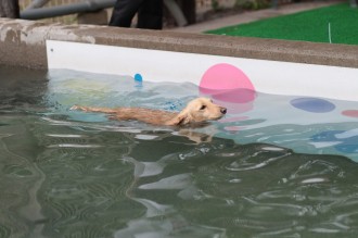 ピッコラさんの♪