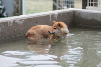 ピッコラさんの♪
