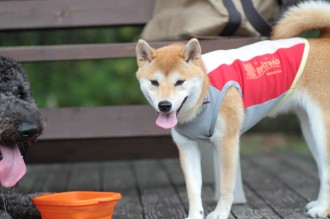 梅雨らしい♪