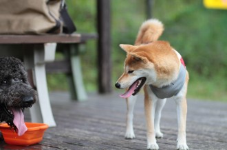 梅雨らしい♪