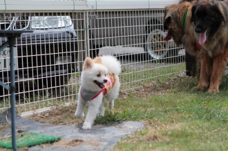 祝日のワンコ♪