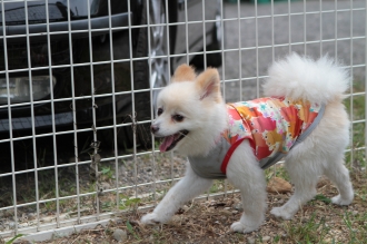祝日のワンコ♪