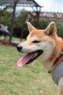 祝日のワンコ♪