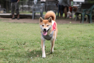 祝日のワンコ♪