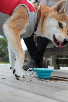 祝日のワンコ♪