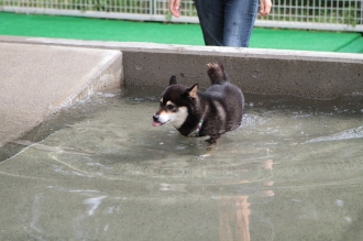 祝日のワンコ♪