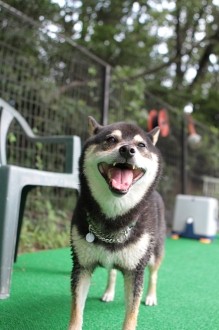祝日のワンコ♪
