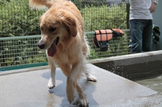 週末のワンコ♪
