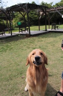 週末のワンコ♪