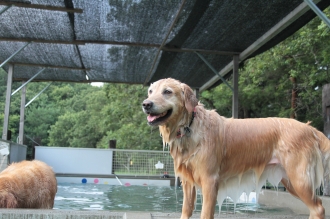 週末のワンコ♪