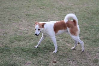 週末のワンコ♪