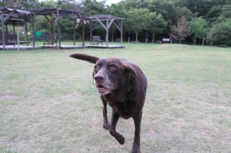 週末のワンコ♪