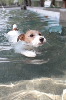 夏でも行けるドッグラン♪