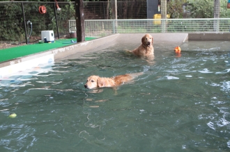 夏でも行けるドッグラン♪