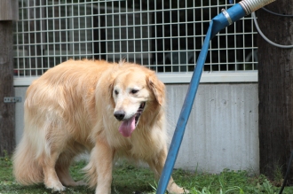 逆さゴル♪