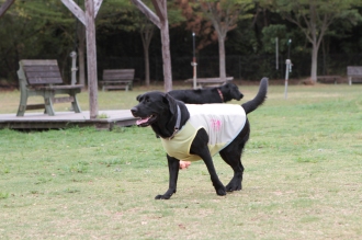 逆さゴル♪