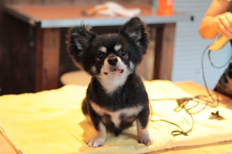 保護犬ふく♪