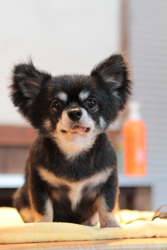 保護犬ふく♪